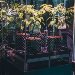 Licht für das Pflanzenwachstum