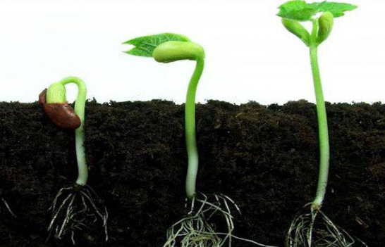 Samen richtig aufkeimen – mehrere Möglichkeiten, Anleitung Eigenanbau