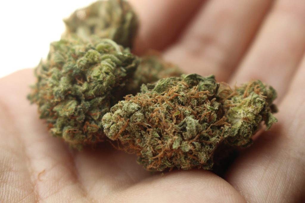 Cannabis Bud CBD
